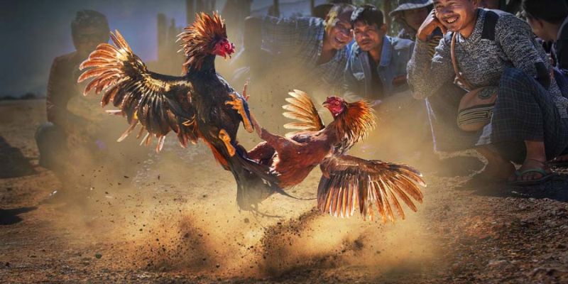 Cách Nuôi Gà Chơi C1 – Bí Quyết Nâng Cấp Chiến Kê Cùng Jun88 6 Cách nuôi gà chơi C theo thực đơn giàu protein và vitamin